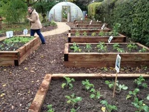 Growing beds and polytunnel