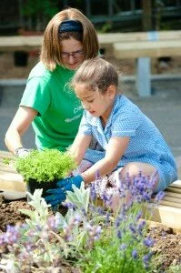 Child planting salad